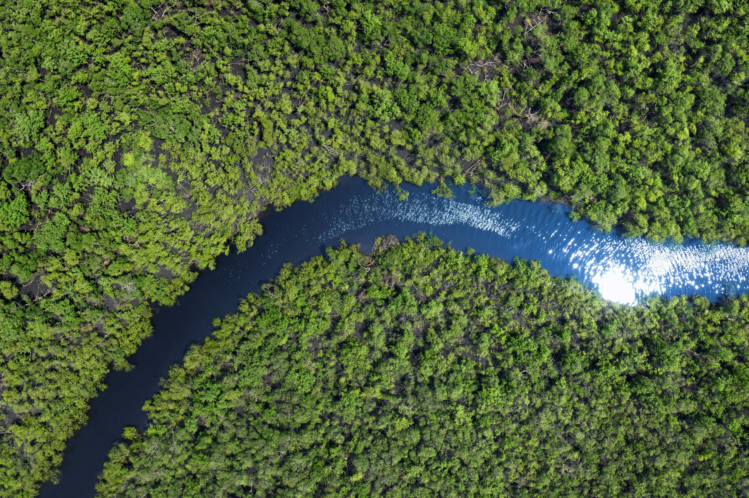 River running through a forest