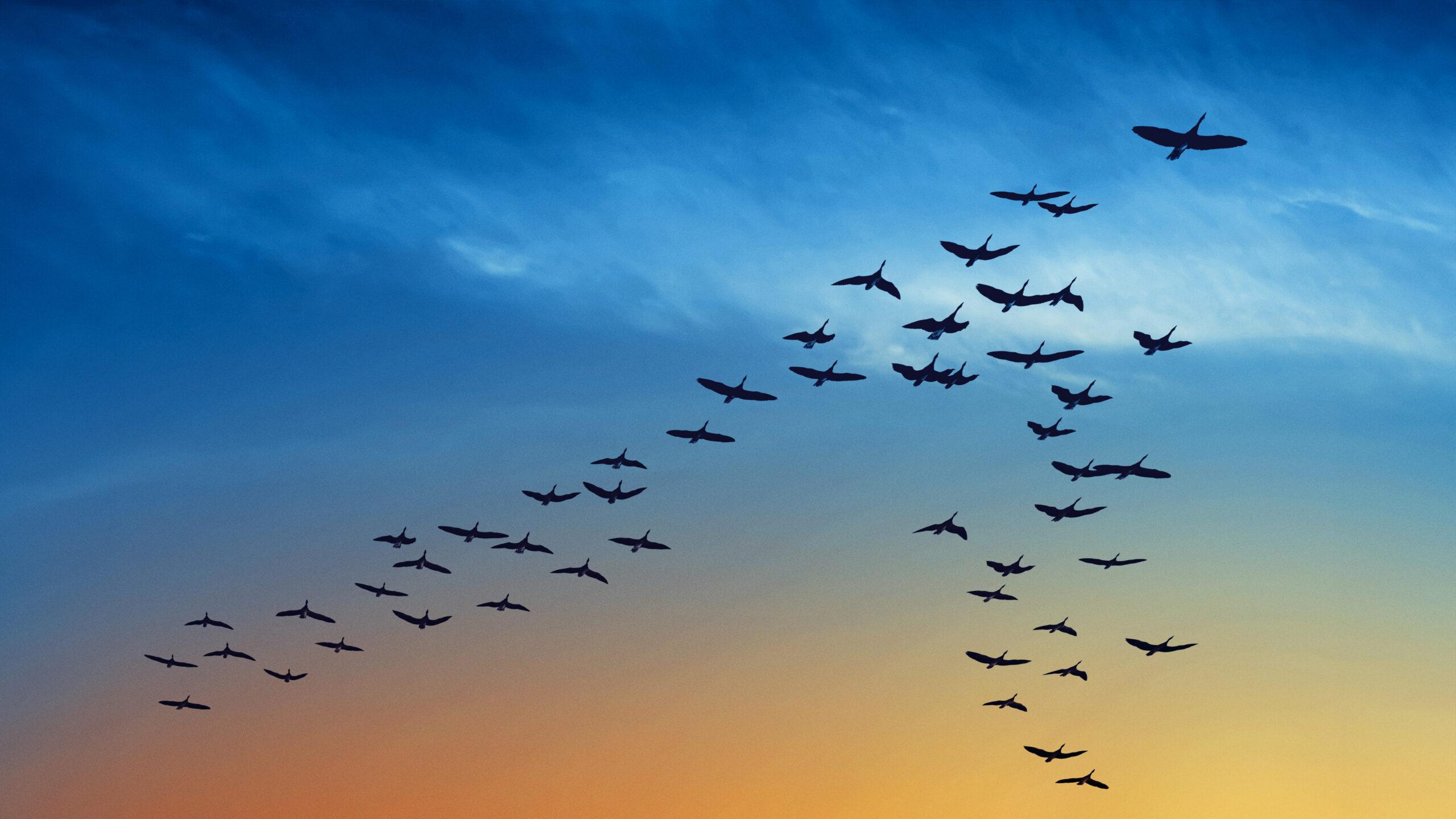 Birds over sunset